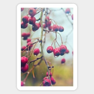 Wet red berries Sticker